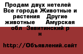 Продам двух нетелей - Все города Животные и растения » Другие животные   . Амурская обл.,Завитинский р-н